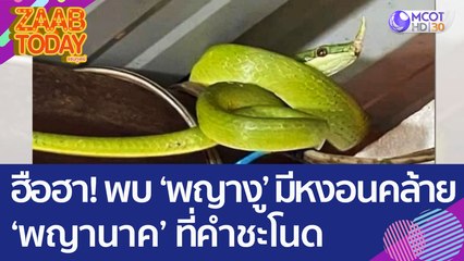 ฮือฮา! พบ 'พญางู' มีหงอนคล้าย 'พญานาค' ที่คำขะโนด (28 ธ.ค. 65) แซ่บทูเดย์