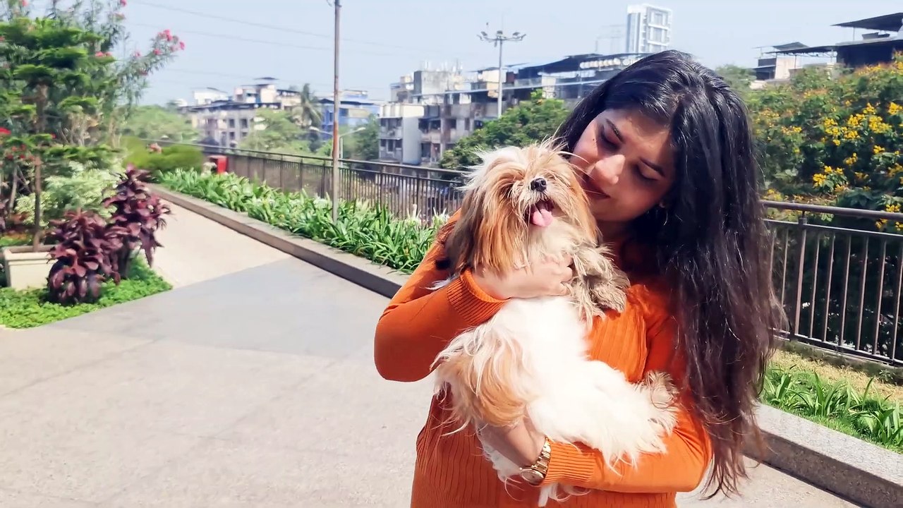 Can your Shih Tzu Sleep with you on your Bed?