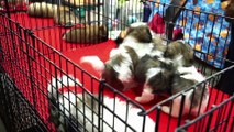 Why do Shih Tzu puppies Eat their Poop and How to Stop them?