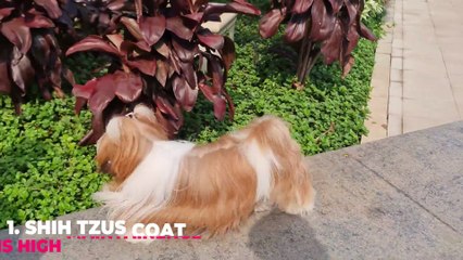 Things NOBODY Tells you about owning a Shih Tzu