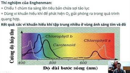 Sinh 11 - Bài 10 Ảnh hưởng của các nhân tố ngoại cảnh đến Quang hợp