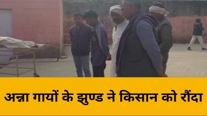 महोबा: अन्ना जानवरों के झुण्ड ने किसान को रौंदा, मौके पर दर्दनाक मौत