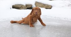 Vague de froid aux États-Unis : une chienne abandonnée a pu donner naissance à ses chiots au chaud grâce à ses sauveteurs