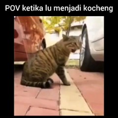 Penglihatan kucing ketika lagi berantem