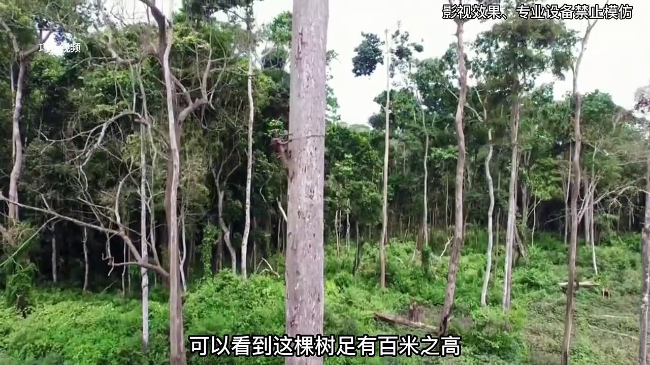 In order for his wife, children and children to have a bite to eat, the Baka warrior dared to climb a 40-meter tree with only one cane.