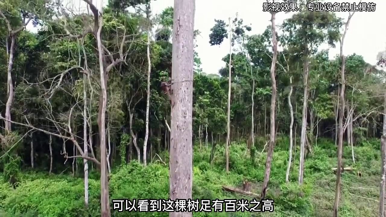 为了妻儿老小能有一口饭吃、巴卡勇士仅凭一根藤条、就敢对着四十米大树攀爬、#野外生存 #危险动作请勿模仿 #求生 #纪录片 #蜂蜜