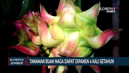 Kebun Buah Naga dengan Energi Listrik, Dapat Dipanen 4 Kali Setahun