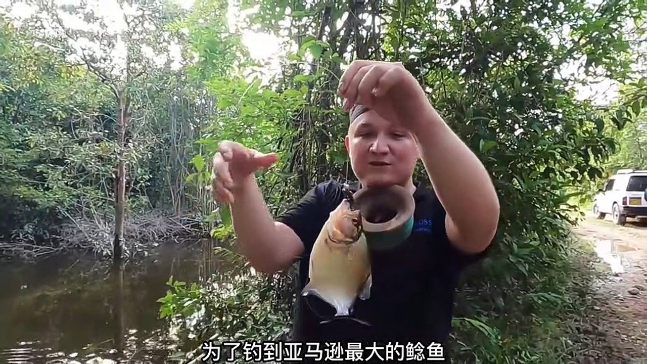 Have you ever seen a yellow-bone fish as big as a pig? It can be seen everywhere in the Amazon river. Every time you pull the rod, there is a surprise