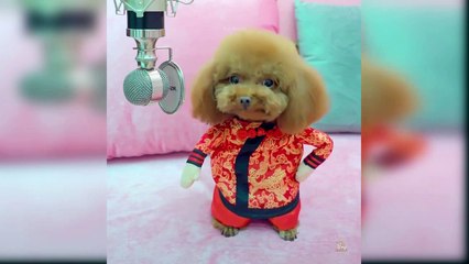 Baby Dogs - Cute and Funny Dog Videos Compilation #4.GSS Animals