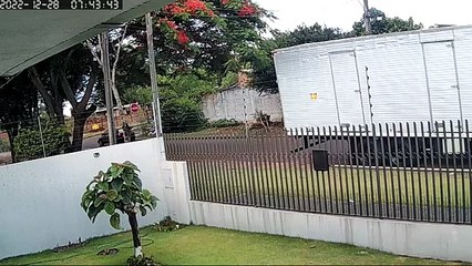 Vídeo mostra carro avançando a preferencial e provocando acidente no Pacaembu