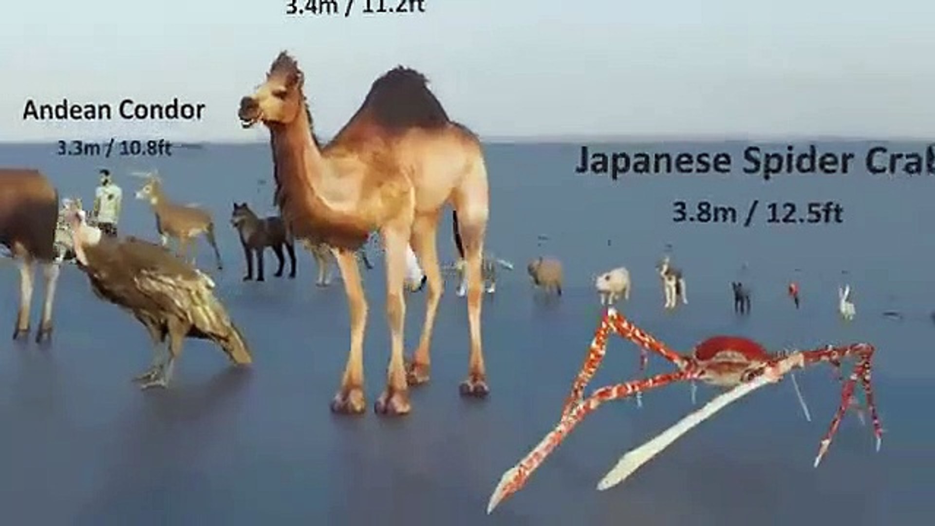 Animal Size Comparison _ 3d Animation Comparison _ Real Scale Comparison(360P)