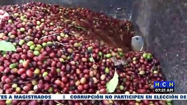 ¡Chamba! Urgen cortadores de café en fincas de El Paraíso y otros sectores de Honduras