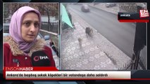 Ankara'da başıboş sokak köpekleri bir vatandaşa daha saldırdı