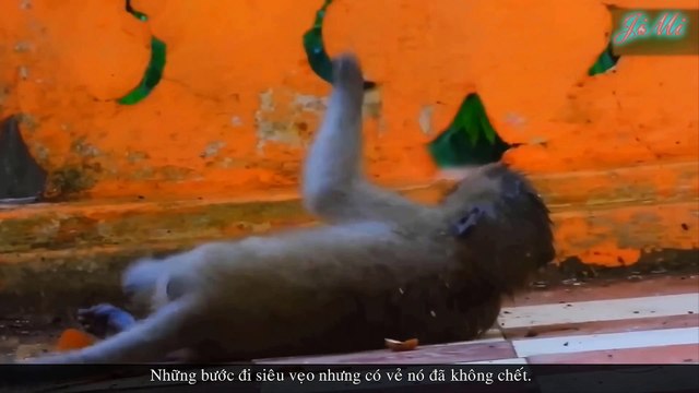 Động Vật Hoang Dã Và Những Lần Bị Điện Giật Trong Tự Nhiên