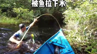 How exciting it is for the guy to fish in the Amazon. There are highly poisonous eels everywhere, and he is directly pulled into the water by the fish on the fishing rod. #Outdoor Fishing#RealOutdoor#Documentary Charging PlanAnimal Articles#打鱼接虾#dangerous