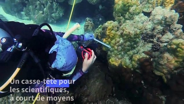 Thaïlande: les scientifiques démunis face à une nouvelle maladie tuant le corail