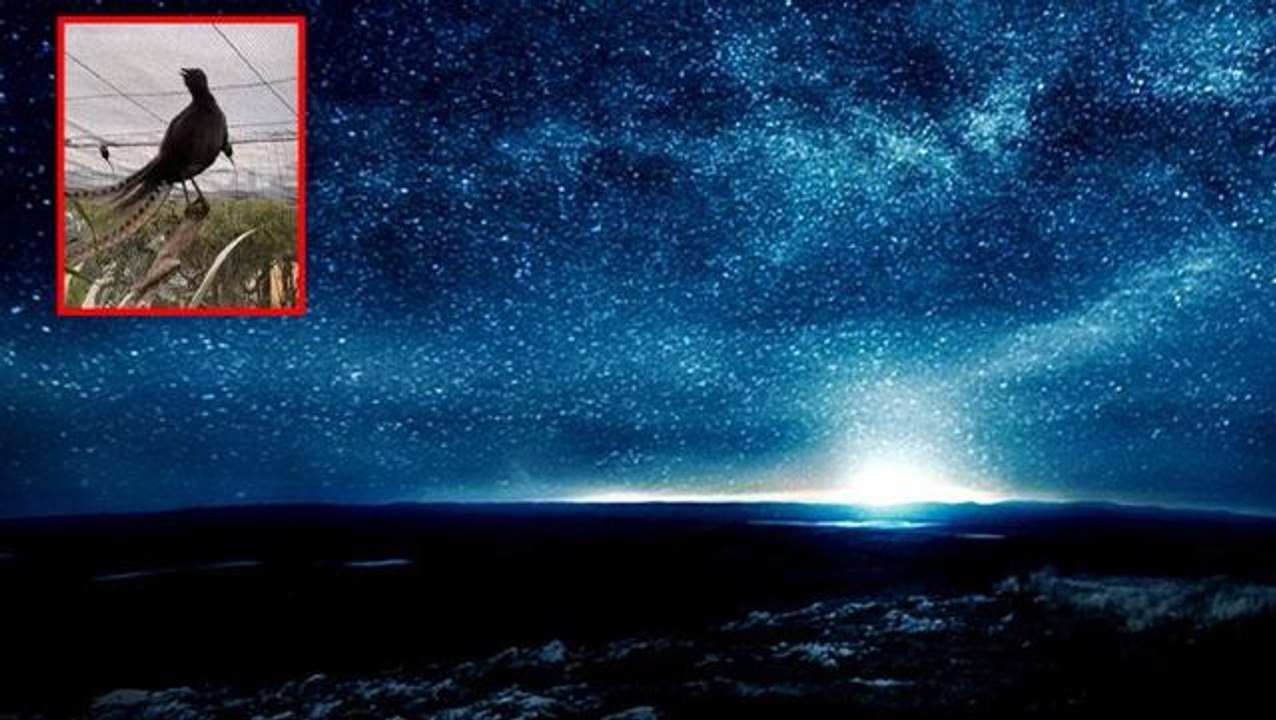 Gece gökyüzünde bu sesi duyanlara bir irkilme geliyor! Videoyu izleyince siz de şaşıracaksınız