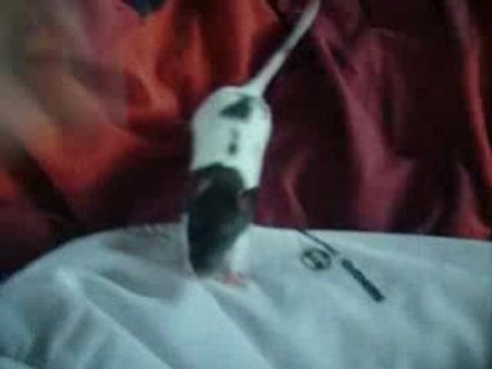 ratoune