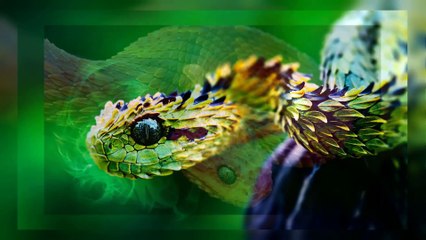 5 Animals You Won't Believe Actually Exist