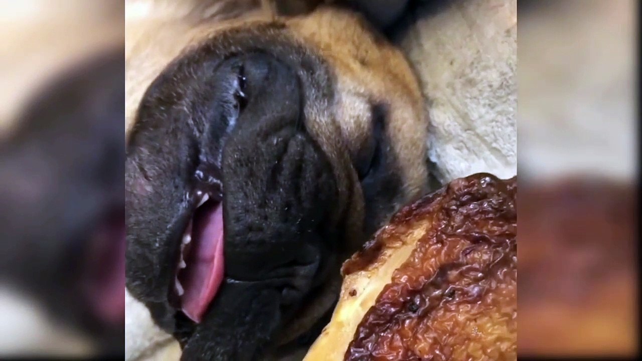 Baby Dogs _Cute and Funny Dogs Videos Compilation