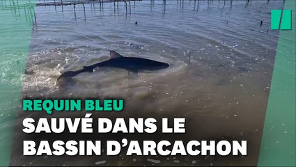 Dans le bassin d’Arcachon, un requin sauvé par un ostréiculteur