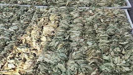 Aydınlı Tütün Üreticisi: Geçen Yılki Sözleşme Fiyatında Güncelleme İstiyoruz