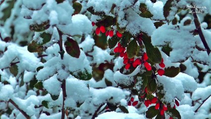 Deck-The-Halls - Mike Block | Instrumental Christmas Music With Peaceful Winter Ambience