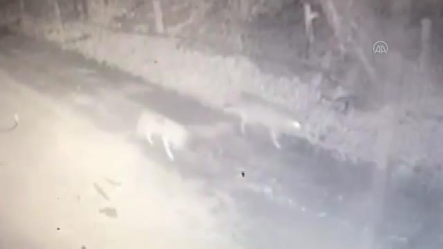 Yerleşim yerine inen kurtlar güvenlik kamerasınca kaydedildi