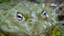 Wildlife Icons - Fantastic Frogs