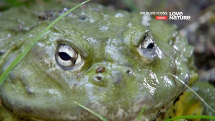 Wildlife Icons - Fantastic Frogs