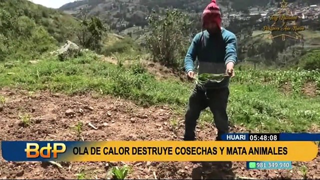 Efectos del cambio climático en Huari: Ola de calor destruye cosechas y mata animales
