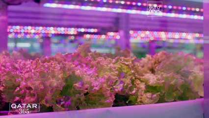 От гидропоники до памятников утраченной эпохи