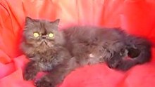 Grimper_Kafka