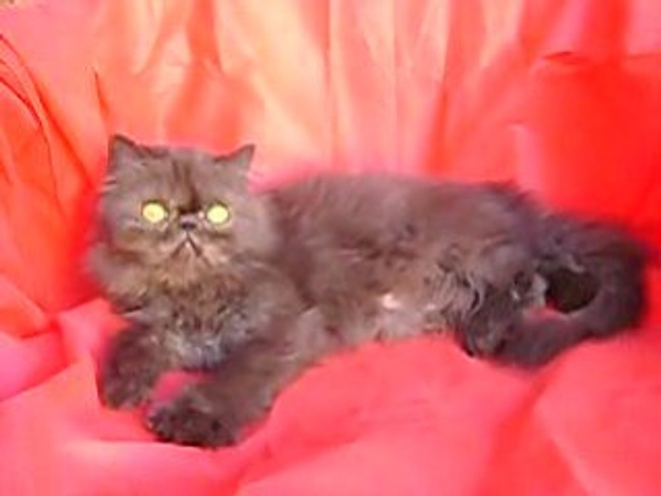 Grimper_Kafka