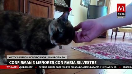Casos de presunta rabia en Oaxaca: esto sabemos de los niños en análisis y su salud