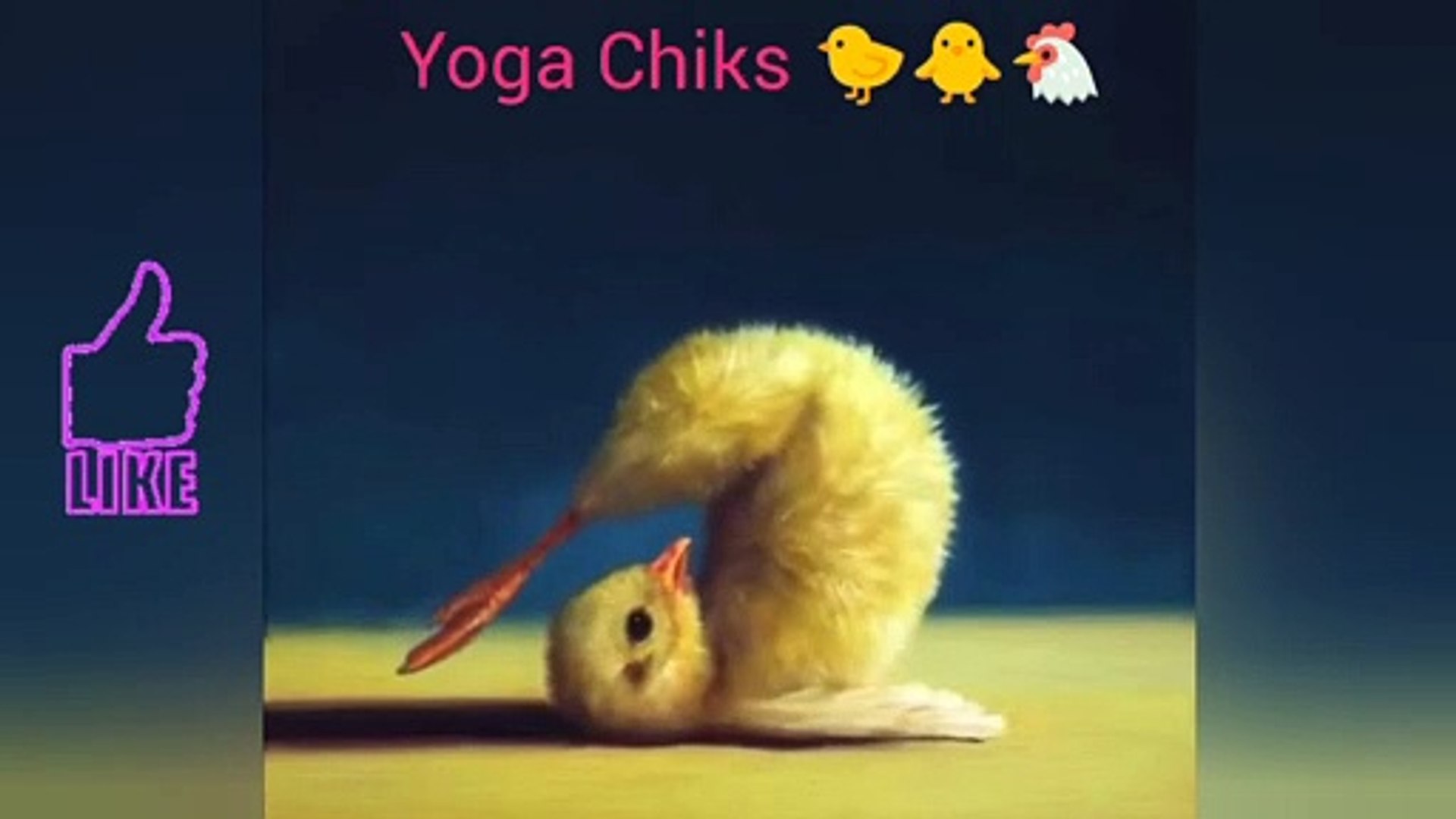 How's Chiks doing yoga | Let's see yoga Chiks | #inspiresemotions #Chiks #animallovers #ch