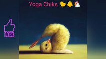 How's Chiks doing yoga | Let's see yoga Chiks | #inspiresemotions #Chiks #animallovers #chikan #trending #shorts #viral #reels