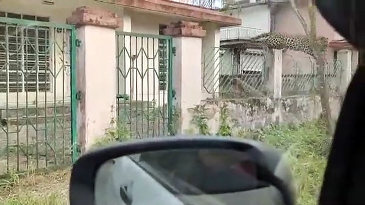 Inde: Un léopard égaré saute sur un fourgon dans un village !
