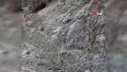 Artvin'de yaban keçileri sürü halinde görüntülendi