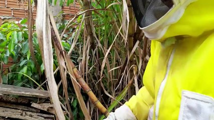 Enxame de abelhas é retirado pela Defesa Civil no Floresta