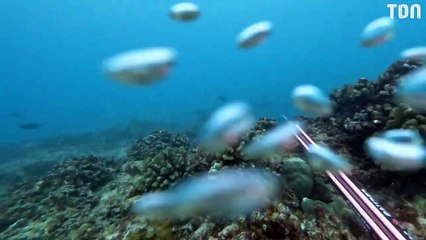 En remontant à la surface de l'eau, un bateau lui fonce dessus