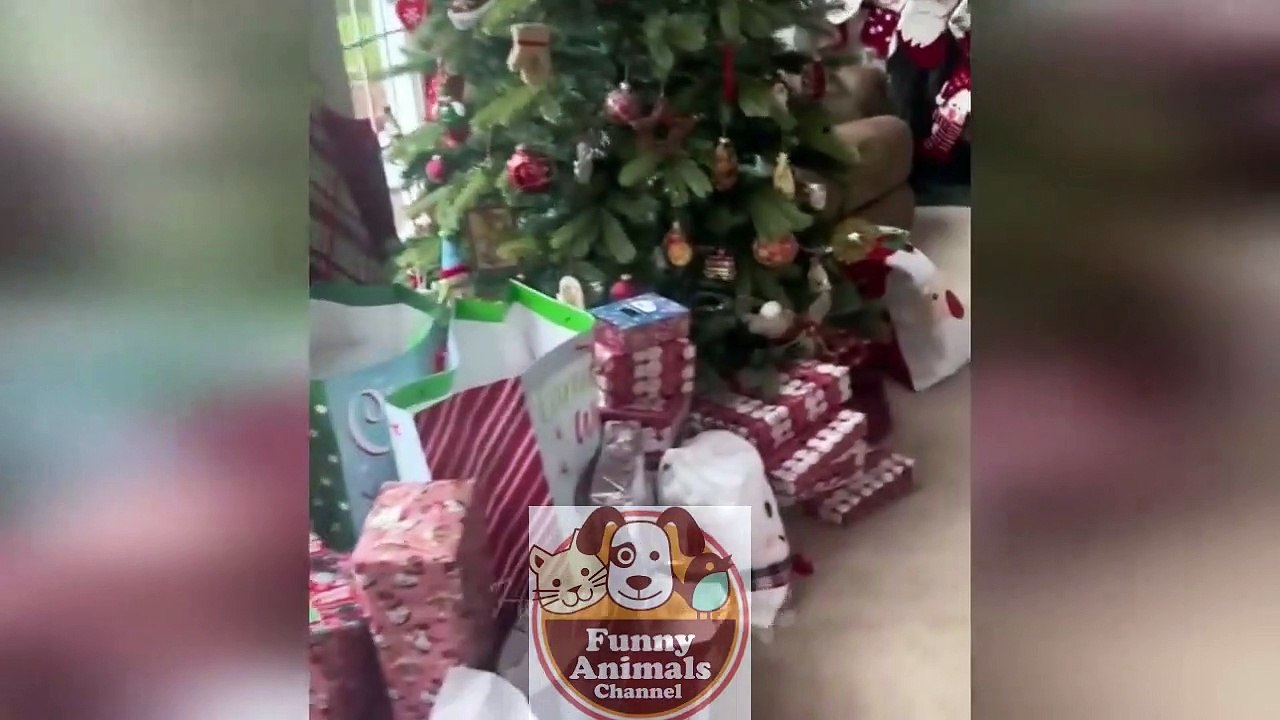 Funny animals - Funny cats / dogs - Funny animal videos 5