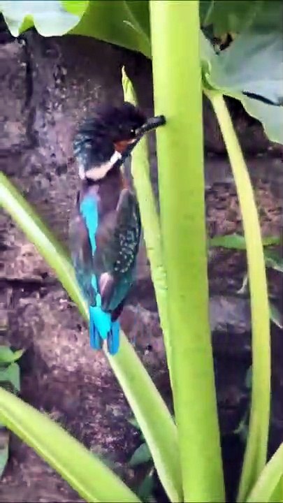 Cet oiseau s'est retrouvé le bec coincé dans un arbre