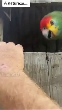 Ce perroquet a de drôle de bébés...