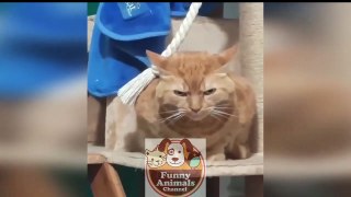 Funny animals - Funny cats / dogs - Funny animal videos 6