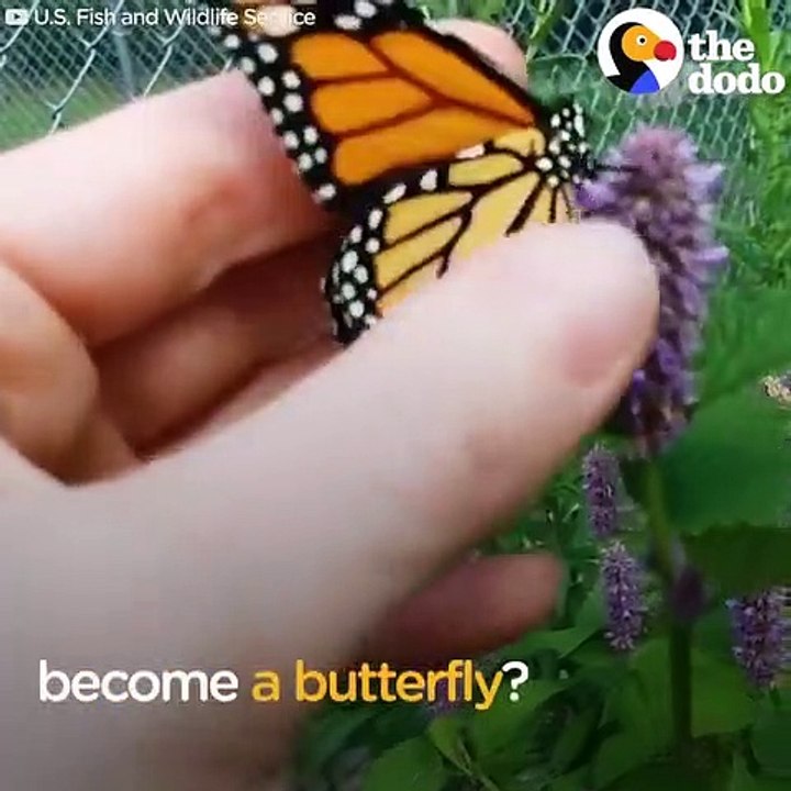 How A Caterpillar Becomes A Butterfly _ The Dodo
