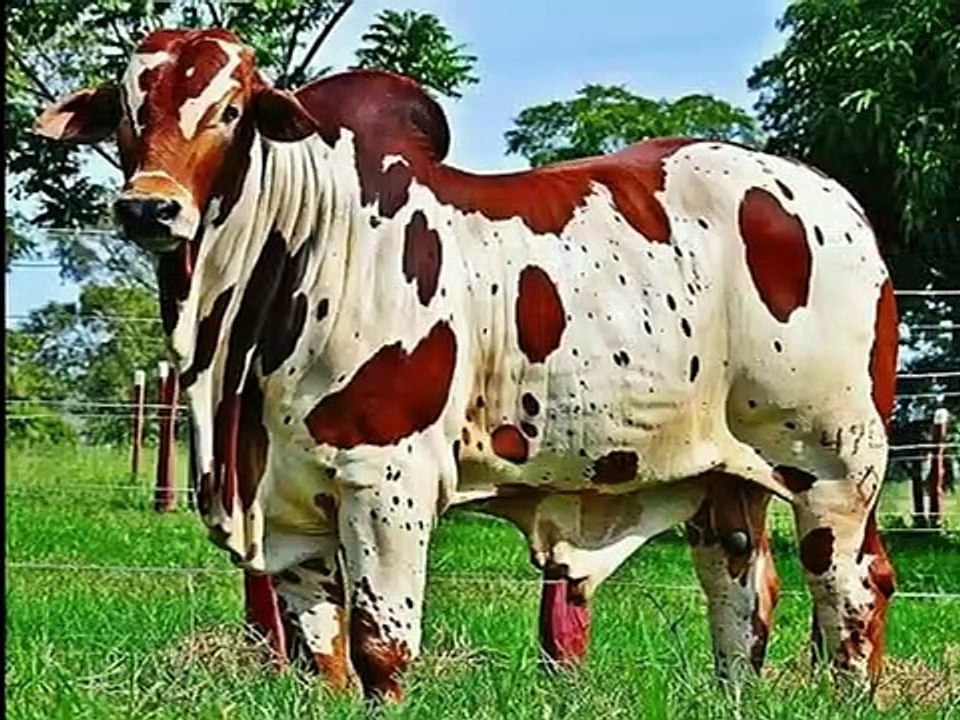 sapi super