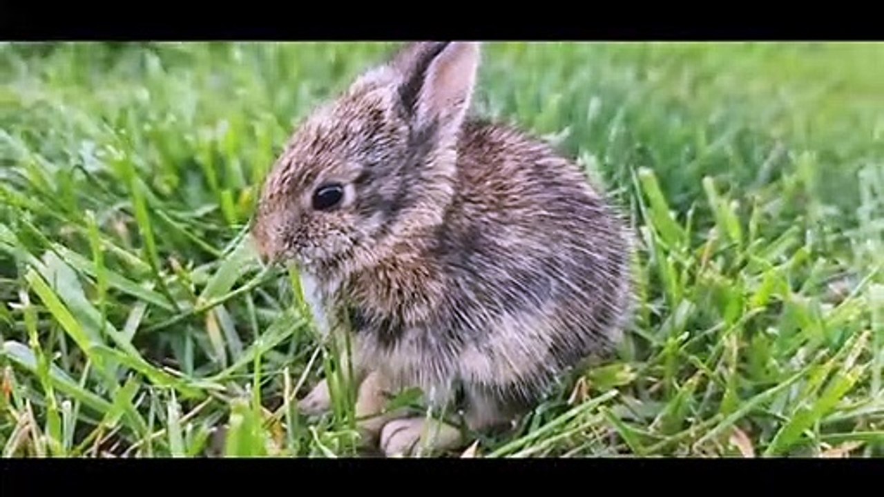 RABBIT SPECIAL
