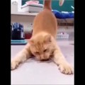 Funniest Cats Compilation #14 Don't try to hold back Laughter