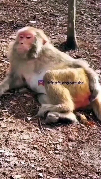Funny monkey